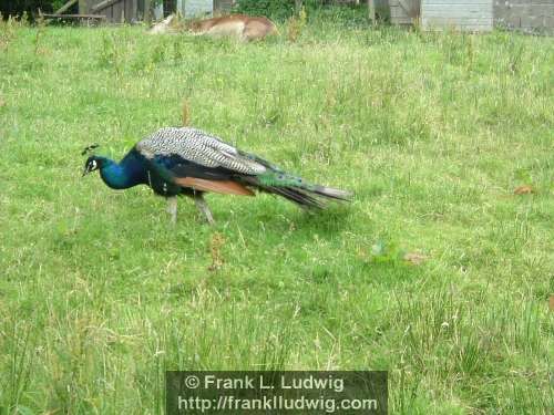 Peacock and Donkey